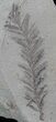 Metasequoia (Dawn Redwood) Fossil - Montana #62327-1